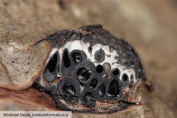 Diatrypella favacea