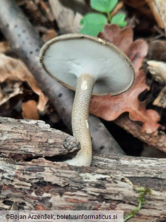 Polyporus ciliatus