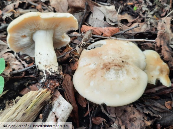 Calocybe gambosa