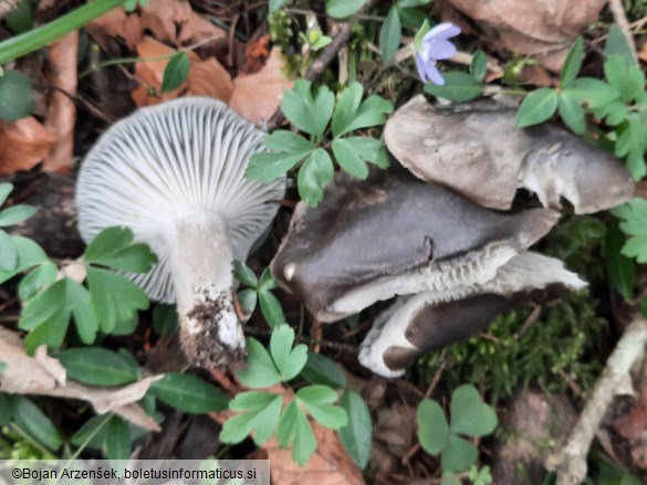 Hygrophorus marzuolus