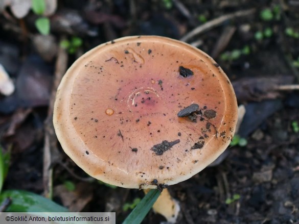 Pholiota carbonaria