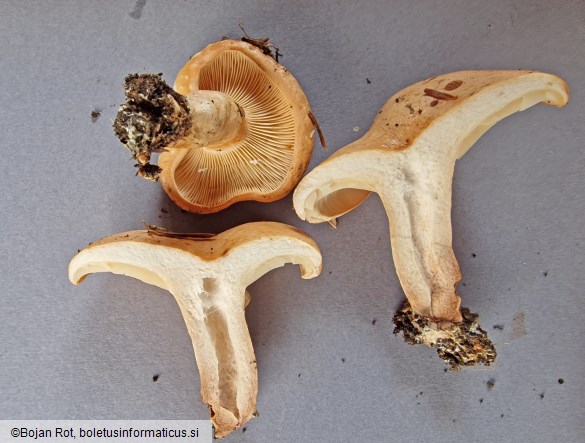 Lactarius pallidus