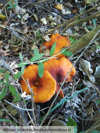 Omphalotus olearius
