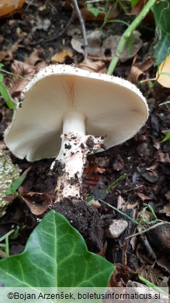 Echinoderma asperum