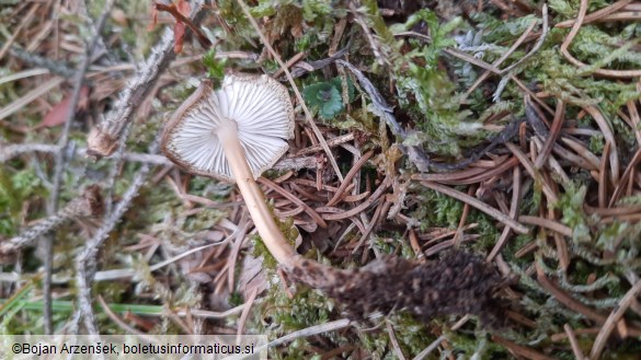 Strobilurus esculentus