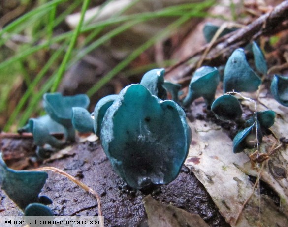 Chlorociboria aeruginascens