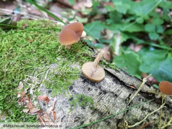 Simocybe sumptuosa