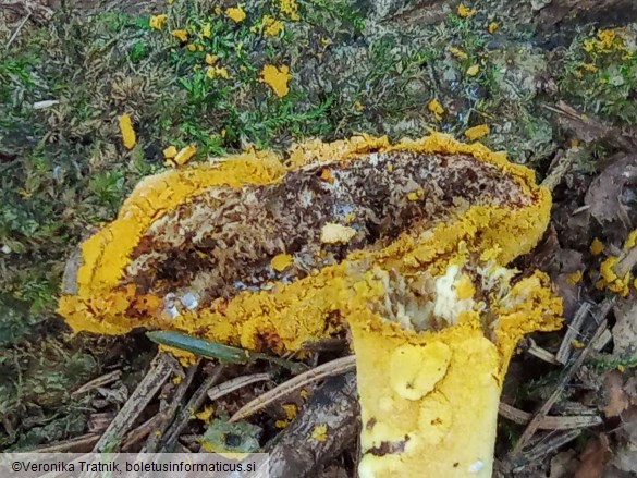 Hypomyces chrysospermus
