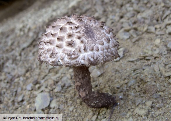 Strobilomyces strobilaceus