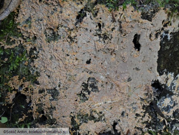 Gloiothele lactescens