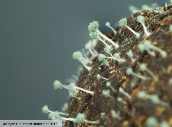 Penicillium ulaiense
