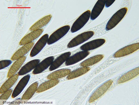 Navicella pileata