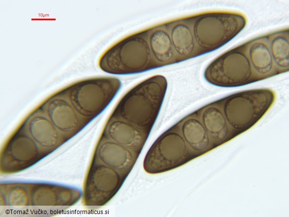 Massaria ulmi