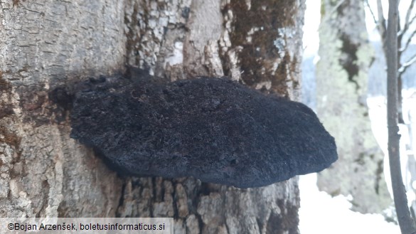 Inonotus hispidus