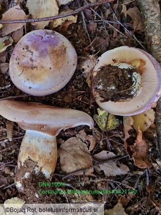 Phlegmacium balteatocumatile