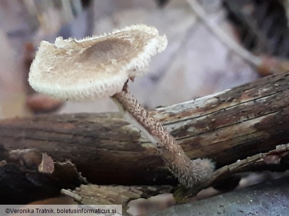 Polyporus arcularius