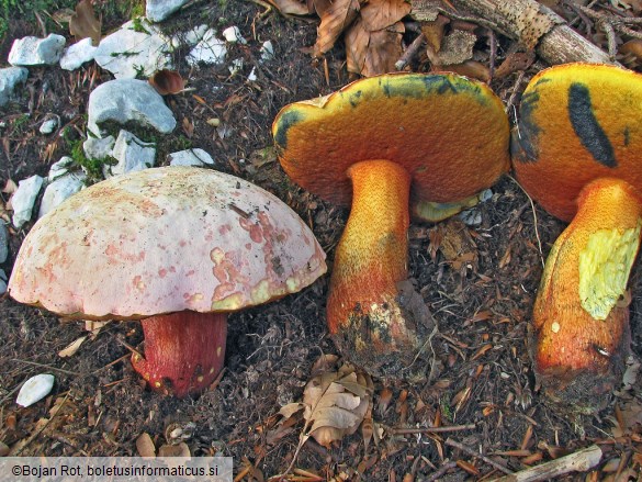 Boletus rhodoxanthus
