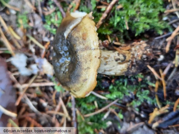 Lactarius necator