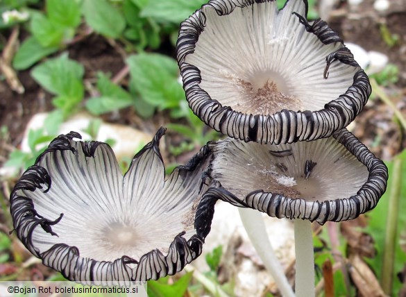 Coprinopsis lagopus