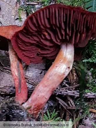 Cortinarius cinnabarinus