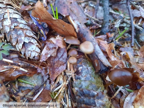 Strobilurus esculentus