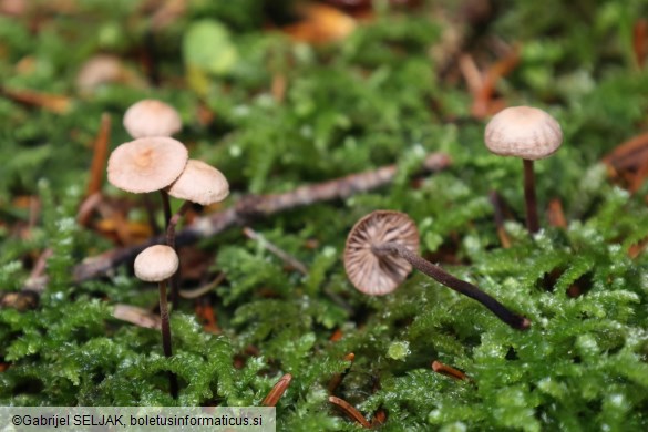 Paragymnopus perforans