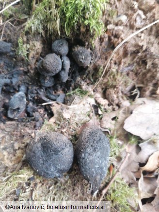 Xylaria polymorpha