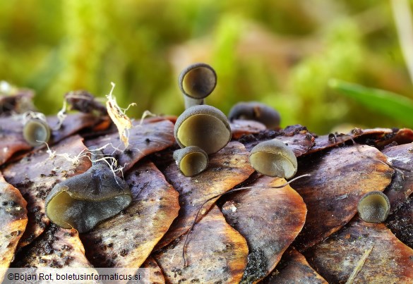 Rutstroemia bulgarioides