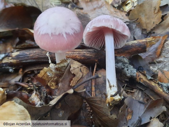 Mycena rosea