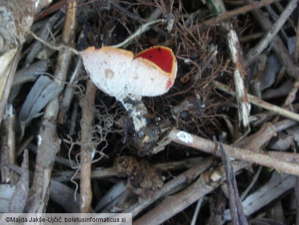 Sarcoscypha coccinea
