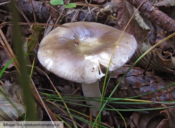 Russula postiana