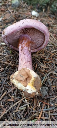 Calonarius suaveolens