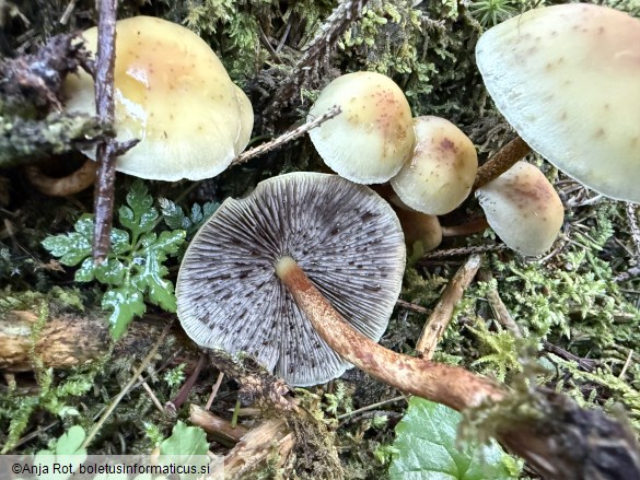 Hypholoma capnoides