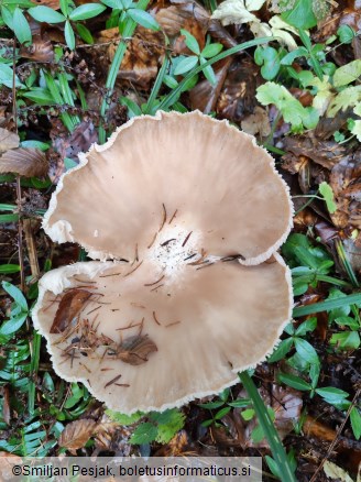 Clitocybe geotropa