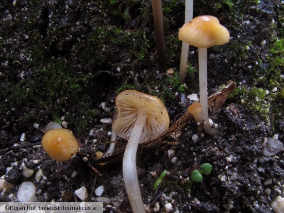 Atheniella leptophylla