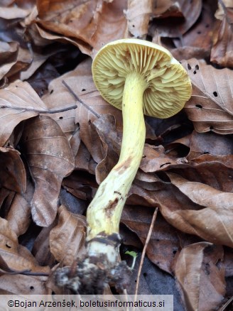 Tricholoma sulphureum