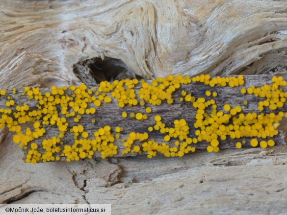 Bisporella citrina