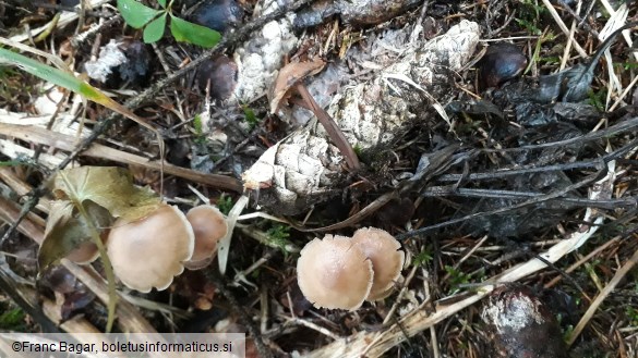 Baeospora myosura