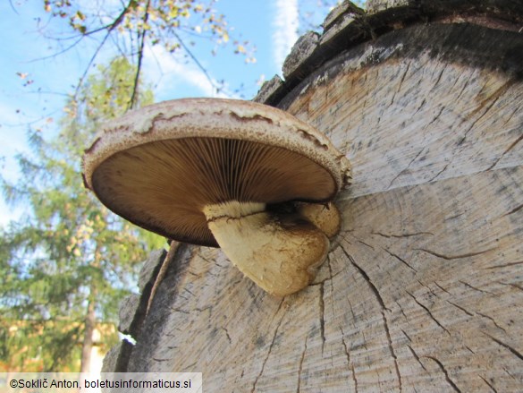 Pholiota populnea