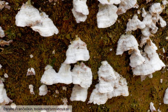 Trichaptum abietinum