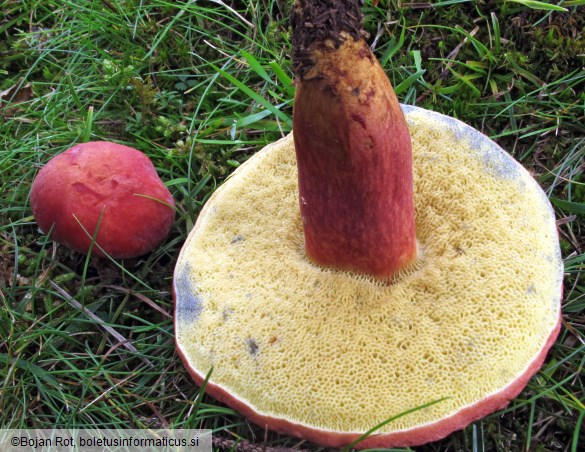 Rheubarbariboletus armeniacus