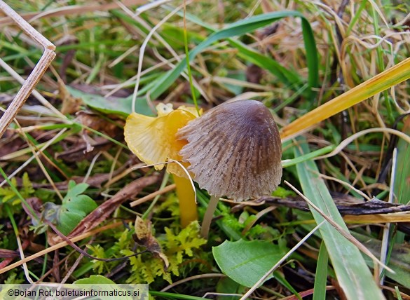 Mycena aetites