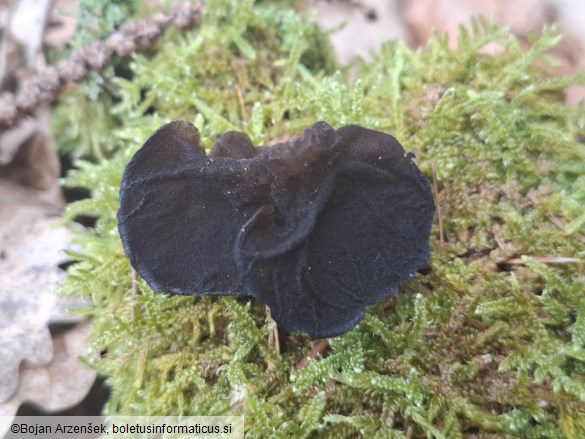 Exidia glandulosa