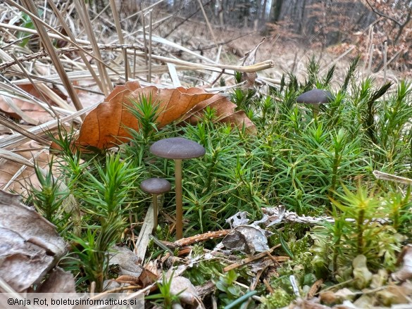 Strobilurus esculentus