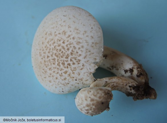 Pleurotus dryinus