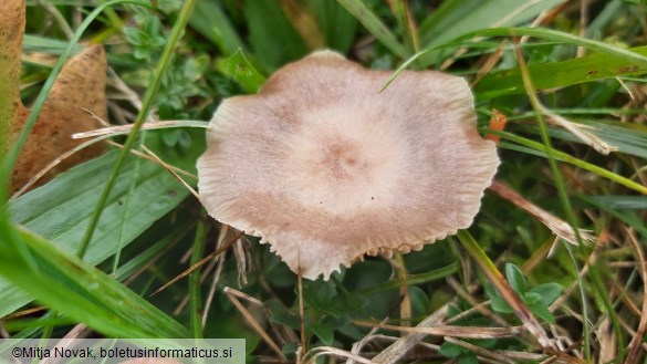 Cuphophyllus flavipes