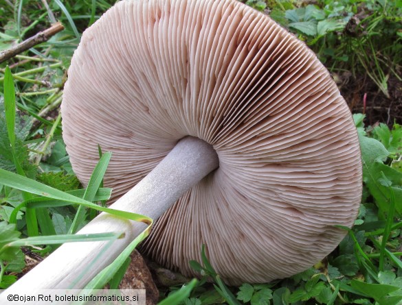Volvopluteus gloiocephalus