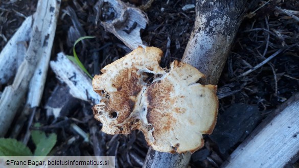 Lentinus arcularius