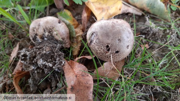 Scleroderma cepa