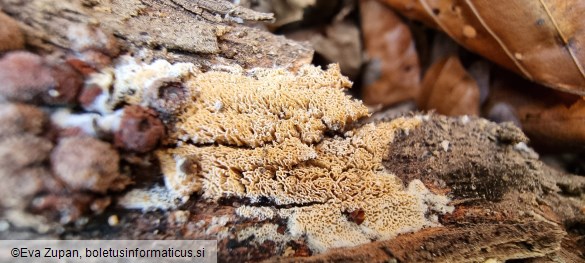 Schizopora paradoxa